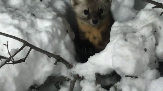 Curious Newfoundland Pine Marten Pup