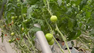 Agriculture inside. Hot weather shelters