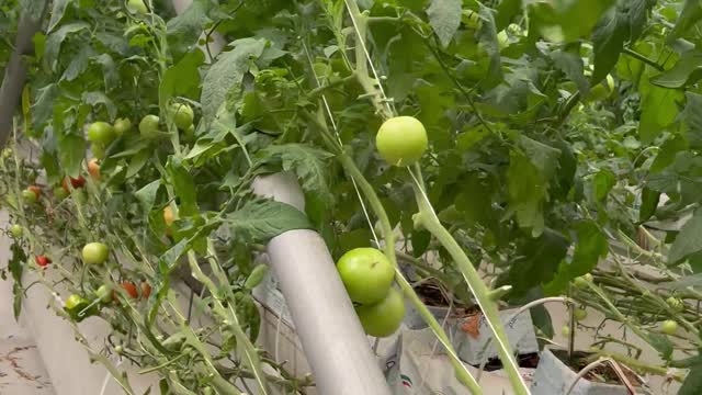 Agriculture inside. Hot weather shelters