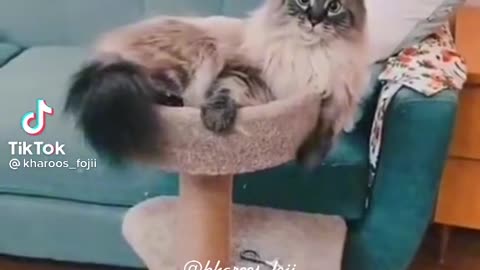 Cat 😸 dance| funny video 2022