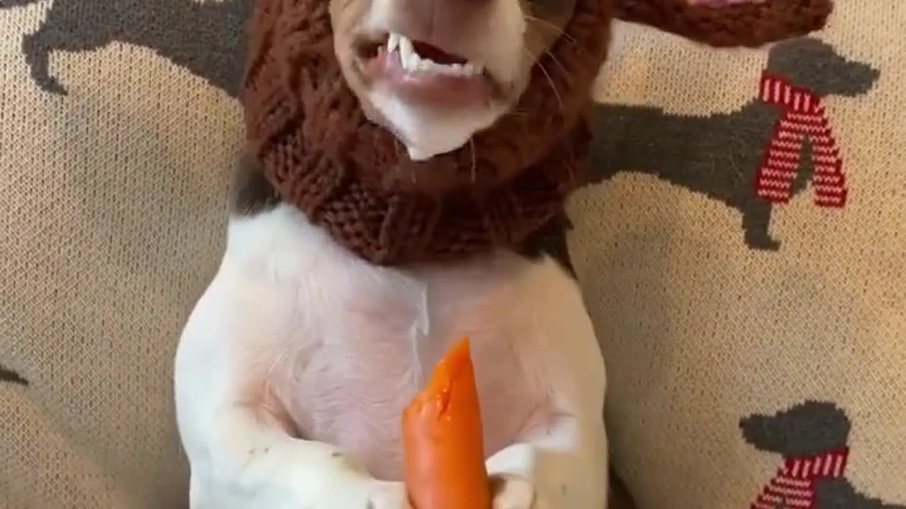 Dog eating carrots🤣