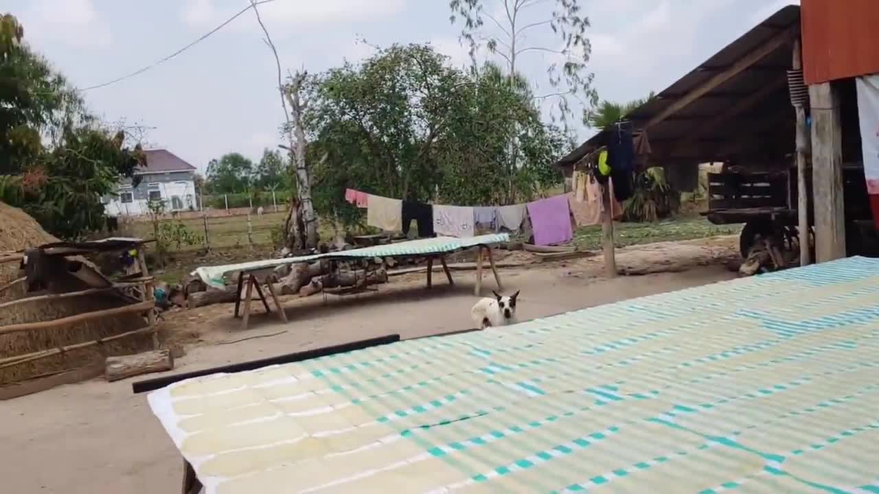 Pranks Dog!!! So Funny Try To Stop Laugh Challenge Pranks 2021