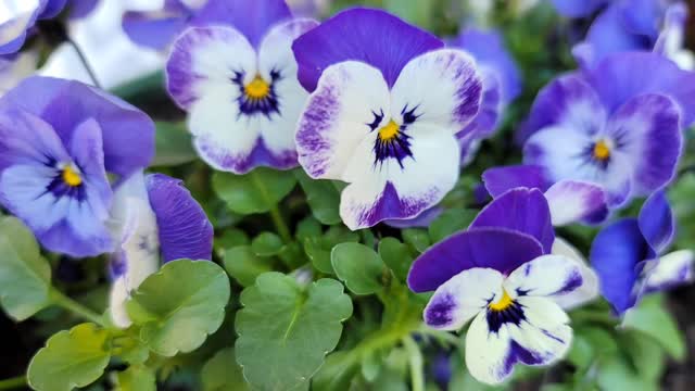 My Potted Herb Gardens by Carol Ann Henderson