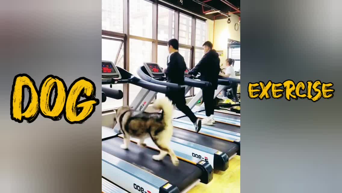 Dog is now in gym center