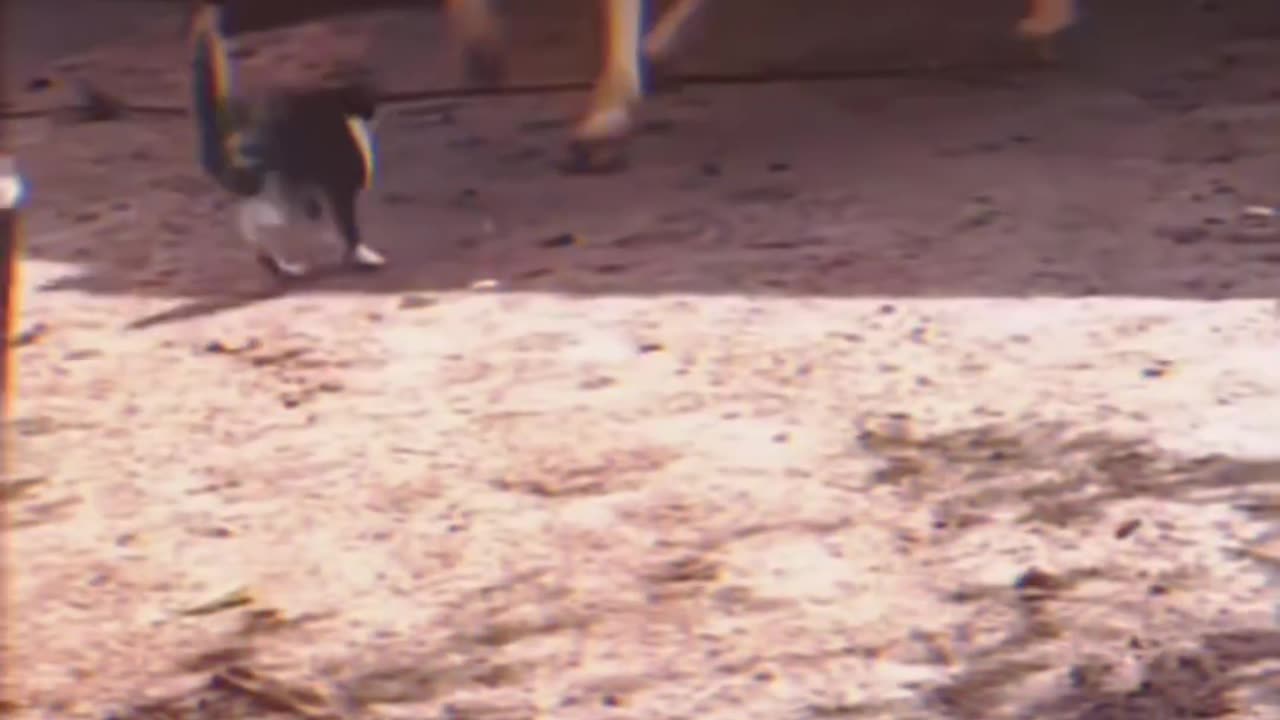 Bad ass cats