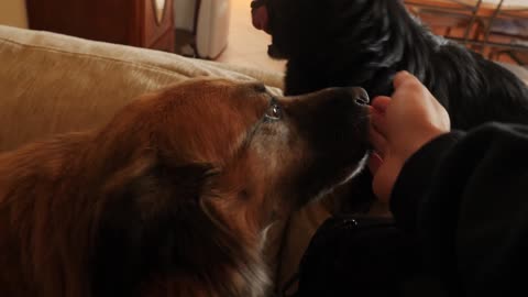 Dogs Plays With owners hand