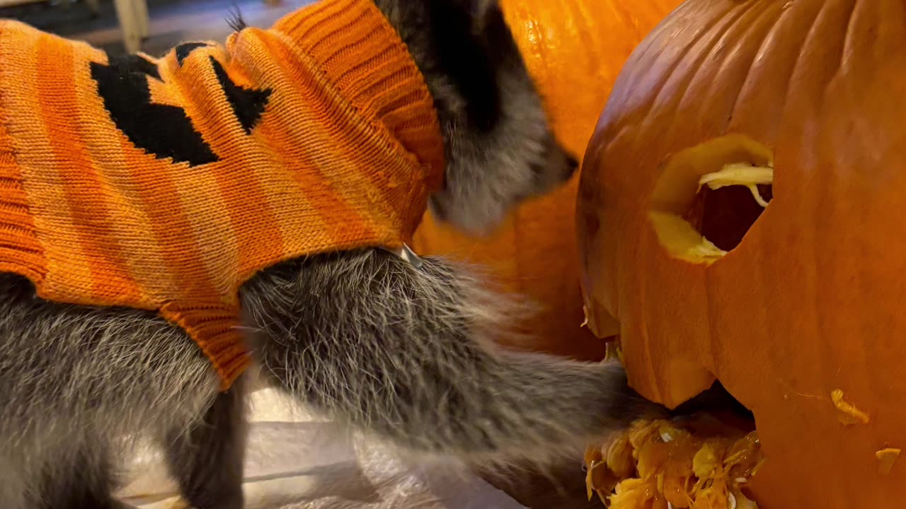 Kevin The Raccoon Helps Prepare For Halloween