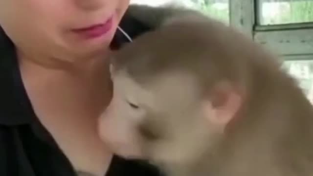 Funny And Cute Monkey Videos - Monkey Videos #monkey