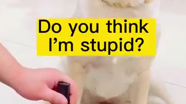 Have the guts to use this knife