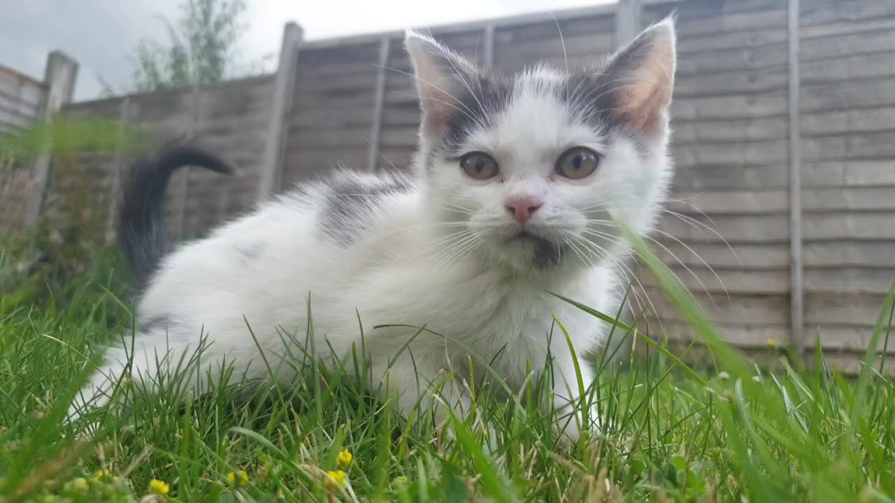 A domestic short-haired cat