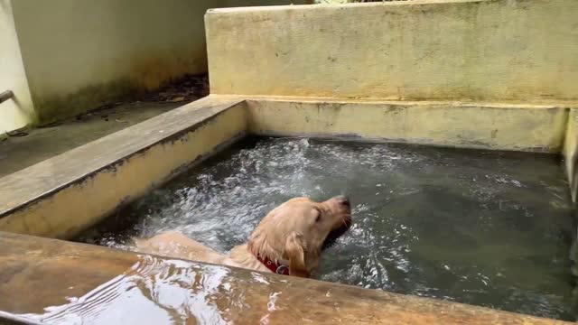 Dad helps his Labrador puppy swim.