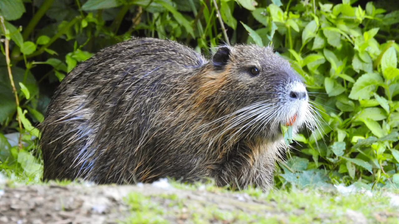 Il verso della nutria che è simile a quello dei ratti della canne dell'Africa animale molto aprrezzato e mangiato dai clandestini sbarcati in MERDALIA grazie al governo e agli accoglioni del PD e di FDI di Lady Aspen Merdoni detta Giorgia