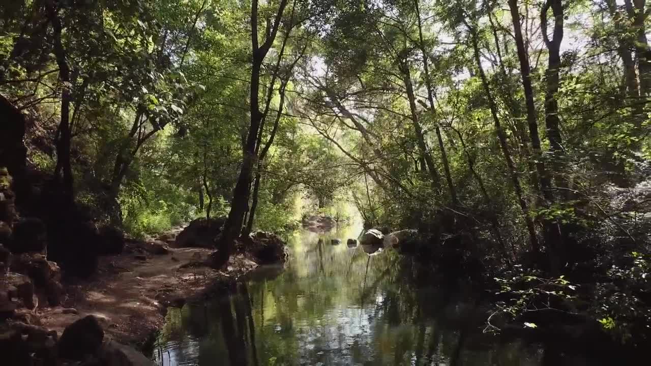 Relax in Forest