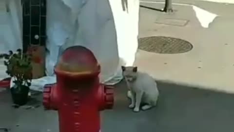 Gatinho da Paulista