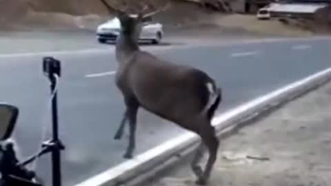 Motorbike, people and a deer...