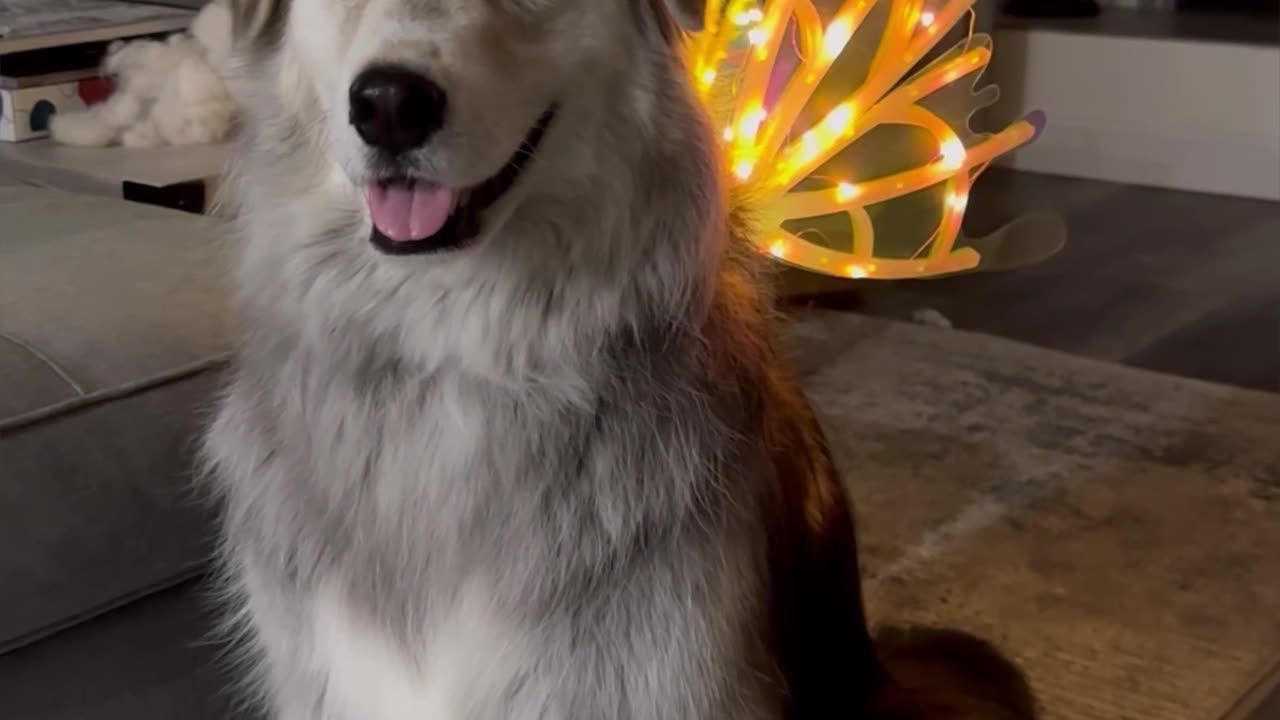 Dog With Fair Wings Is Here to Make You Smile