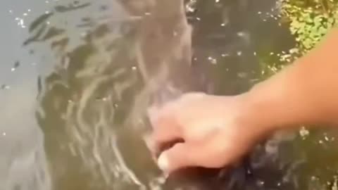 Man become friends with fish