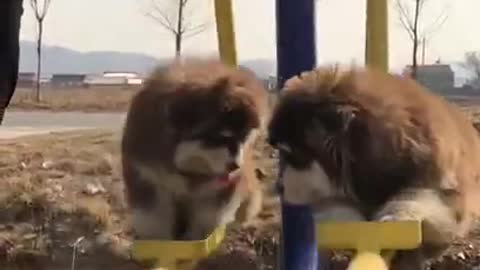 Cute dogs swing funny video