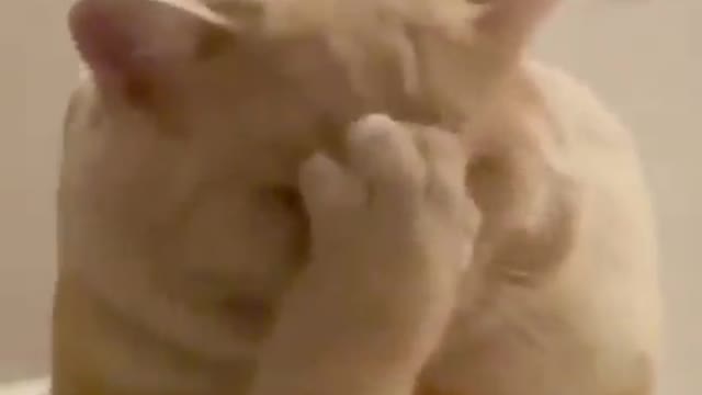Beautiful cats are playing 2022 and funny cats