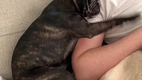 Puppy Needs More Petting