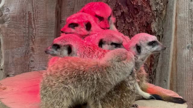 close-up-of-meerkats