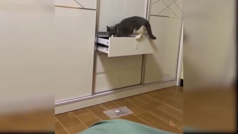 Funny Cats 2021 💙💜🙏🐈