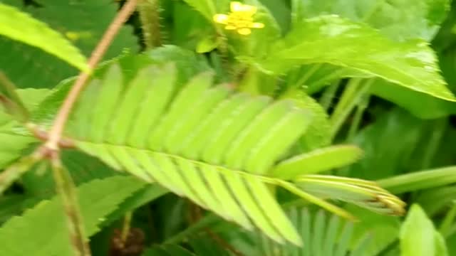 MIMOSA PUDICA plant have a great quality