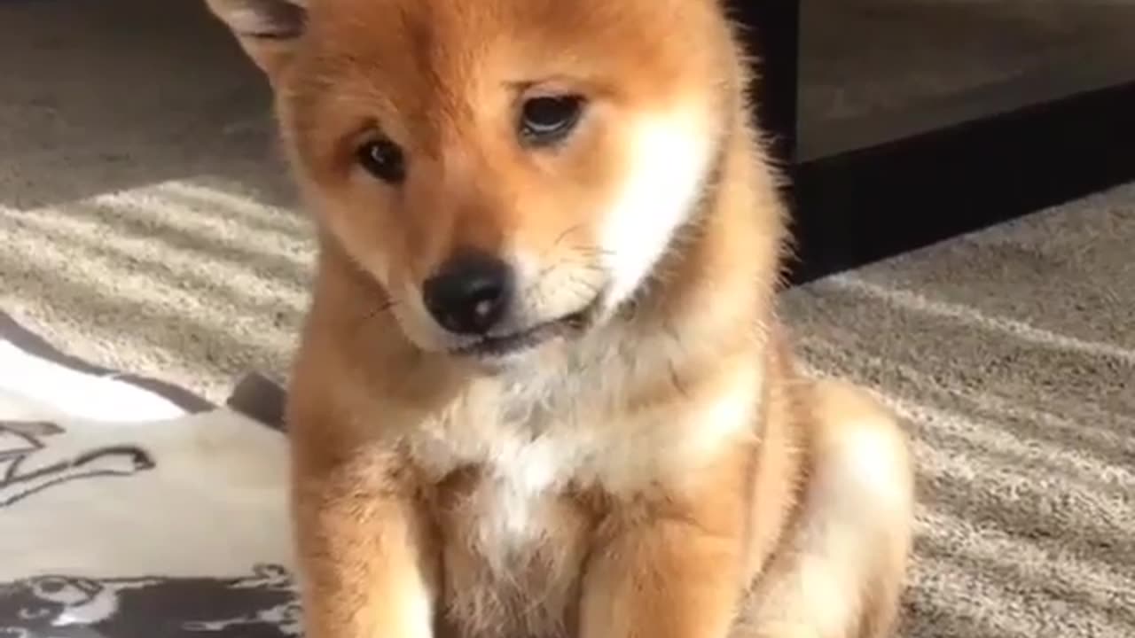 Cute and funny animals