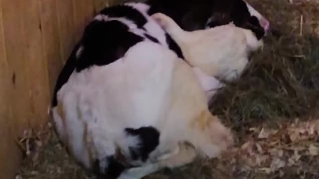 Baby cow who grew up alone didn't know how to make friends