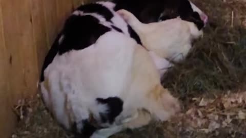 Baby cow who grew up alone didn't know how to make friends