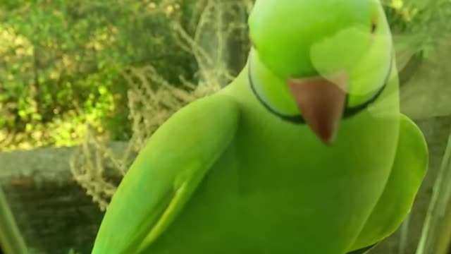 Watch the cute parrot