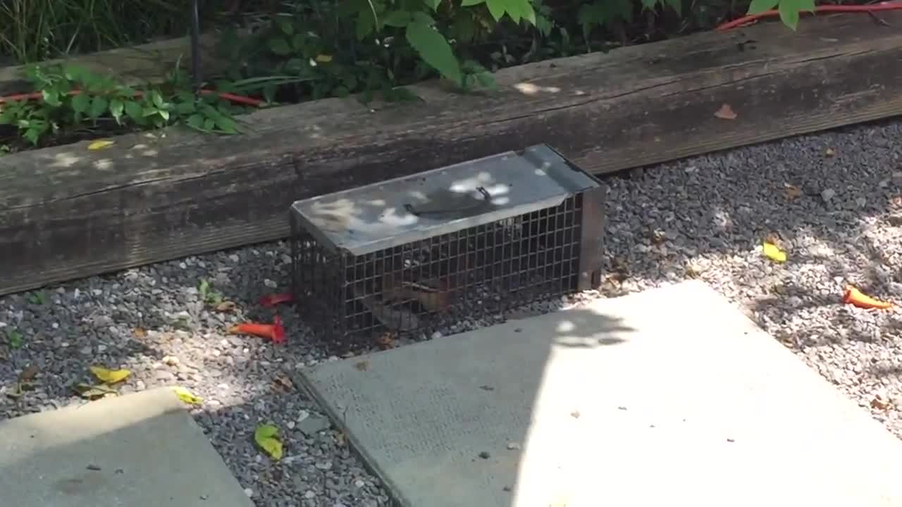 Robin vs. Chipmunk