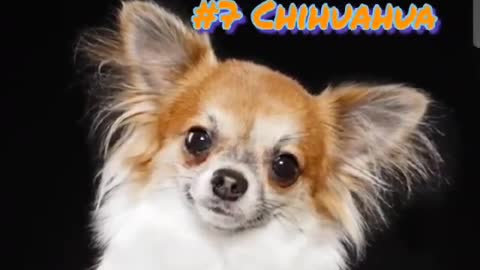 TOP 10 SMALL DOG BREEDS