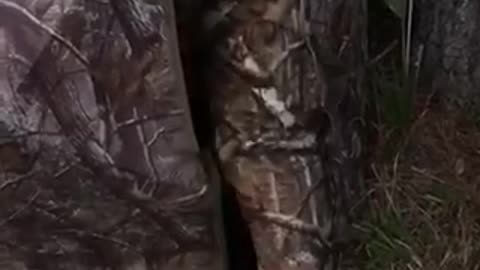 First-Time Hunter Unintentionally Traps Herself In Camouflaged Tent