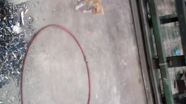 Fun with cat