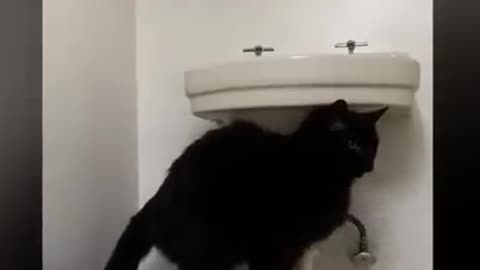 lovely pets