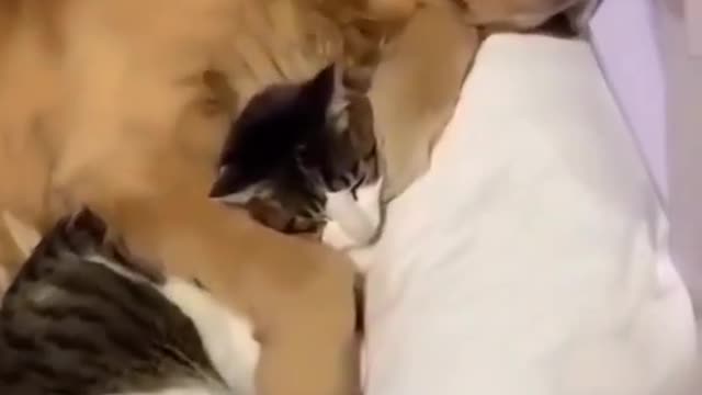 New dog video cute dog and cat