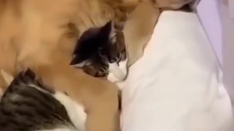New dog video cute dog and cat