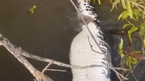 Piranhas Eating A Caiman 🔥