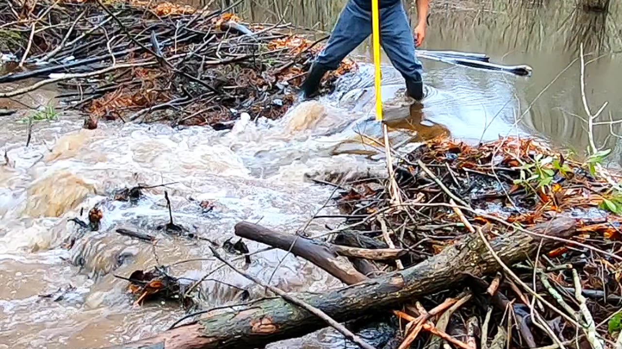 BEAVER DAM REMOVAL IN 1 MINUTE! | DAM 1