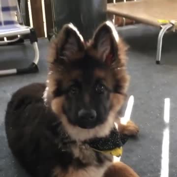 Goat with disability has very cuddly friendship witht