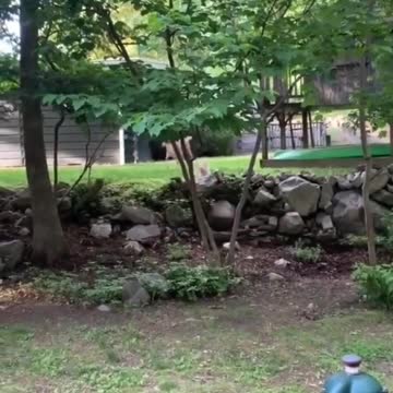 Cat Chasing The Deer! 😱😂🤣😍