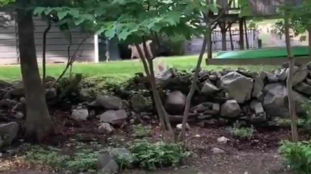 Cat Chasing The Deer! 😱😂🤣😍