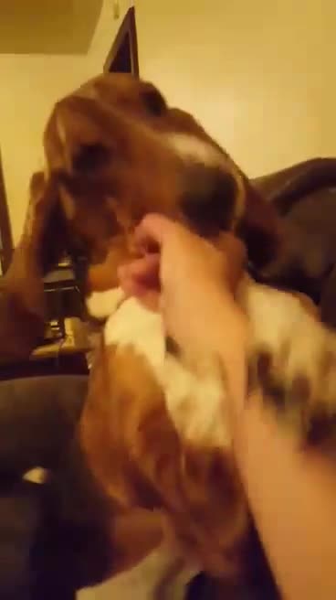 BOXING BASSET PART 1