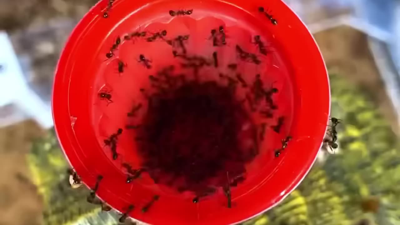Ants Eating Red Jello English video