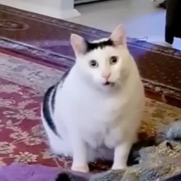 Horny cat, says ahh 😂