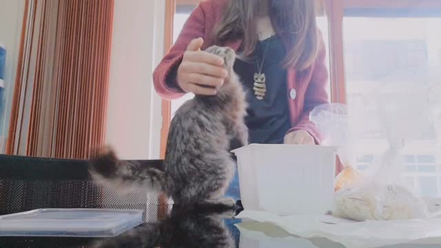 Cat Was So Hungry ! - Cuteness Overload ❤️