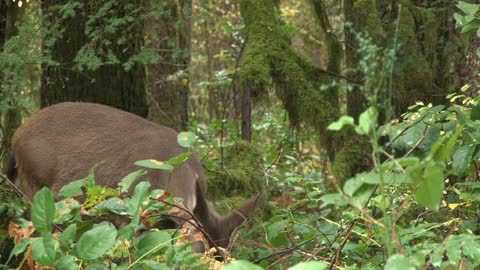 Beautiful Deer In Wilderness