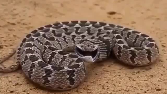 Jararaca,serpente,snake, jararaca, snake.