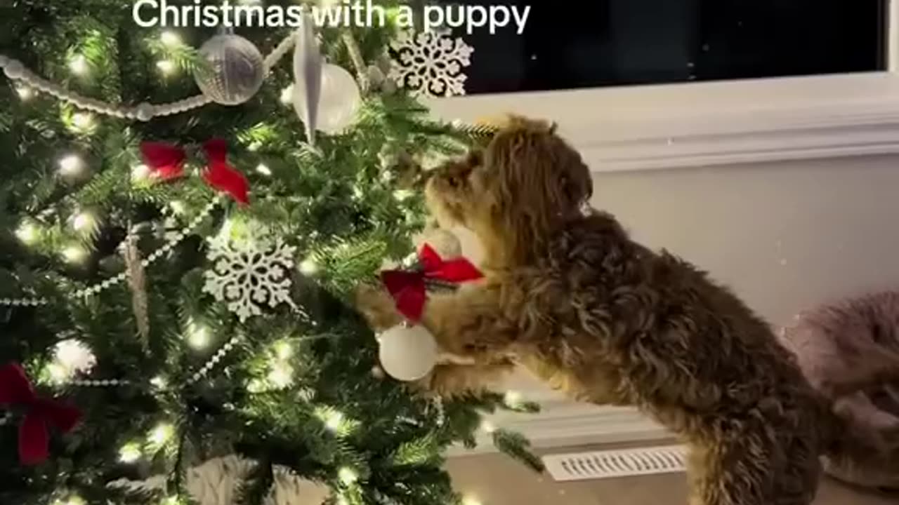 Merry and Mischievous 🐶🎁🎄